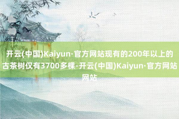 开云(中国)Kaiyun·官方网站现有的200年以上的古茶树仅有3700多棵-开云(中国)Kaiyun·官方网站